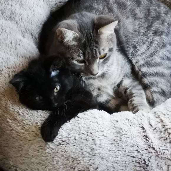 Meet your Posher, Mackenzie - Picture 1 of 1